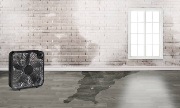 Best Professional water damage repair  in Dawson, TX